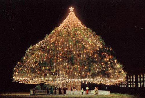 natural uncut christmas tree